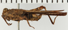 CollectionObject 1575702; NHRS NRM-ORTH 13006, ad2832f7-da5f-4f44-af7c-7bc0c60790a0: male, lateral view (syntype). (CollectionObject).