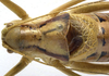 CollectionObject 1506534; b1da3fa9-ad4a-476e-b7c9-9082acabf97d: male pronotum, dorsal view (holotype). (CollectionObject).
