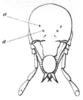 Oryctopus prodigiosus Bolívar, 1900: Fig. 21a. head, frontal view (o - "tache ocelliforme", a - "fosse antennifère"). (Otu).