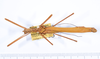 CollectionObject 1563195; 507345c9-c425-4b80-bfd7-34bfbfda8a42: copyright ANSP. male, dorsal view (paratype). (CollectionObject).