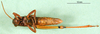CollectionObject 1502829; 6288b93a-b5a5-4439-bfa1-7bc74091ccd7: male, ventral view. (CollectionObject).