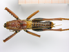 CollectionObject 1587974; 80399942-83b9-4596-9ef5-0e82bb9ff948: male, dorsal view (holotype). (CollectionObject).
