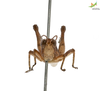 CollectionObject 1849211; 18829aed-037d-4b0e-9af4-ad246edd19df, Unioeste Cascavel K-0053: Male. Frontal view. (CollectionObject).