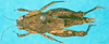 CollectionObject 1568340; e205bdff-a995-4541-9c90-1155db8d7b76: female, dorsal view. (CollectionObject).