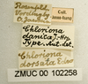 Other: !! display not done !! on Chloriona danica Jensen-Haarup, 1917: (Observation).
