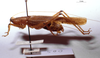 CollectionObject 1534913; BPBM 3224663, a253472a-0fd7-47ca-9718-be5c5b699b19: male, lateral view. (CollectionObject).