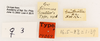 Female, labels (paralectotype) Depicts CollectionObject 1961750; ANSP18_GRYLL_ANSP, 979c4fd5-05f0-4653-97d2-f115634d5965, a CollectionObject.