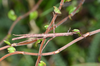 copyright Paul D. Brock. nymph, Crown Range between Queenstown & Wanaka, 23 February 2015. Depicts Niveaphasma annulatum (Hutton, 1898), an Otu.