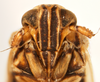 Head: !! display not done !! on Javesella (Javesella) pellucida (Fabricius, 1794): (Observation).
