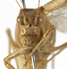 CollectionObject 1529767; ac3f7009-db4d-49a9-bfb9-8955277e2dd9: male, frontal view (holotype). (CollectionObject).