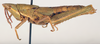 CollectionObject 1506179; 891bd42d-982f-454e-b19e-5337e322a3e0: female, lateral view (holotype). (CollectionObject).