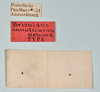 CollectionObject 1557506; 62e2d0ab-811f-4025-a83a-6af446a3af7b: copyright USNM, Washington. female, data labels (holotype). (CollectionObject).