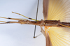 CollectionObject 1590105; c8f24c47-8db4-4711-8190-c14730686da6: copyright MNHN, Paris. female: head & thorax, ventral view (holotype). (CollectionObject).