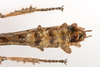 CollectionObject 1590151; b4bef1b9-2b4f-45c3-9e47-a7b544ef986c: copyright ZSMC, Munich. male: end of abdomen, ventral view (holotype). (CollectionObject).
