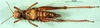 CollectionObject 1501644; 0a8de2bb-7176-44ec-8def-73e24ad81b91, DORSA BA000166S01: female, ventral view (holotype). (CollectionObject).