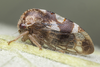 Live specimen on Cyrtolobus gramatanus Woodruff, 1924: (Observation).