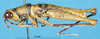 CollectionObject 1577151; 1589313c-eb4d-4c2e-9d32-78e98336041f: male, lateral view (paratype). (CollectionObject).