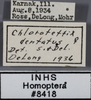 Other: !! display not done !! on Chlorotettix dentatus Sanders & DeLong, 1923: Labels - Face. Labels for the specimen used for the face view. (Observation).