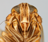 Head on Delphacodes kuscheli Fennah, 1955: (Observation).