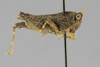 CollectionObject 1523141; 4bac132d-1d8e-4f7f-a767-b091821d1a7f: male, lateral view (holotype). (CollectionObject).