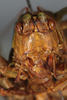 CollectionObject 1506560; 3d9601e2-7437-4942-99de-04c18612f85a: female, anterior view (syntype). (CollectionObject).