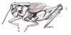 Esselenia vanduzeei vanduzeei Hebard, 1920: female, lateral view. (Otu).