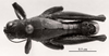 CollectionObject 1524346; 173d70bf-7c6c-412b-a31b-0c169bf7673c: Image C.S. Carbonell. male, dorsal view (holotype). (CollectionObject).