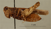 CollectionObject 1586920; 31c6e928-1c0e-4893-a675-88ec92e98b6d: female, lateral view, (syntype). (CollectionObject).;CollectionObject 1586921; 67a1bd70-2272-45a4-8779-9e1c6a292485: female, lateral view, (syntype). (CollectionObject).