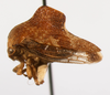Habitus, lateral view: !! display not done !! on Telamona woodruffi Ball, 1925: (Observation).