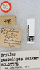 labels (syntype of Gryllus pustulipes). Depicts CollectionObject 1612985; 2d06b4a9-6653-4f9c-859c-8cb6d3735b2c, a CollectionObject.