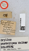 CollectionObject 1612985; 2d06b4a9-6653-4f9c-859c-8cb6d3735b2c: labels (syntype of Gryllus pustulipes). (CollectionObject).