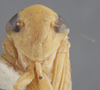 Head: !! display not done !! on Chlorotettix galbanatus Van Duzee, 1892: Head/Face. (Observation).