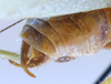 CollectionObject 1520826; 3535daa6-c002-4c65-b34c-bdf08d386b01: male cerci (paratype). (CollectionObject).