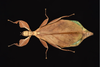 Phyllium gantungense Hennemann, Conle, Gottardo & Bresseel, 2009: copyright Montreal Insectarium. female, Philippines, Palawan, Mt. Mantalingajan, ID R. Cumming (no type). (Otu).