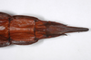 CollectionObject 1558978; fb924f40-d0f5-411c-8c40-8842c57f4ecb: copyright ZMHB, Berlin. female: end of abdomen, ventral view (holotype). (CollectionObject).