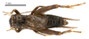 CollectionObject 1575346; 364af3b3-a6b1-4461-aa3a-ed52f24705ae: male, dorsal view (paratype of Gryllus chopardi Kis, 1967). (CollectionObject).