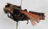 CollectionObject 1540701; b6aa471c-e3ae-44b8-83e7-ff989cccd2d3, MNHN-EO-CAELIF1231: male, lateral view (type of Poekilocerus punctiventris). (CollectionObject).