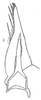 Subgenital plate: !! display not done !! on Caphodus maculatus Oman, 1938: Stylus and sugential plate, dorsally. (Observation).