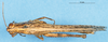 CollectionObject 1537635; 3bd040f5-db7f-4e13-b6ad-9cd8723017d7: female, dorsal view (paratype). (CollectionObject).