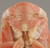 Head: !! display not done !! on Batracomorphus (Batracomorphus) irroratus Lewis, 1834: Head/Face. (Observation).