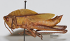 CollectionObject 1533405; a1f24750-c587-48fc-9f11-9872ac2730f9: male, lateral view (holotype). (CollectionObject).