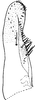 Subgenital plate: !! display not done !! on Aaka Dworakowska, 1972: Subgenital plate (A. coera Dwor.). (Observation).