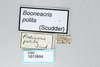 CollectionObject 2869242; CNCI 1013684, cbdeba53-02b1-4a46-9ec2-46257d383d51: Booneacris polita. (CollectionObject).