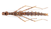CollectionObject 1558793; 45bf295c-c385-46b4-bb43-c80acbd99aff: copyright ZMUH, Hamburg. female, dorsal view (paratype). (CollectionObject).