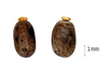 Acrophylla Gray, 1835: copyright Paul D. Brock. egg of Acrophylla titan [type species]. (Otu).