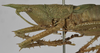 CollectionObject 1539572; f8772052-5264-43df-a74f-4375e2497bf9: female head and pronotum, lateral view (holotype). (CollectionObject).