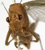 CollectionObject 1529765; be4e4fbd-9f82-40b1-8181-27247cd199e4: female, frontal view (holotype). (CollectionObject).