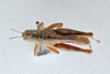 CollectionObject 2738144; d6003ef7-bd39-4375-adf8-19a812ffd169: Bradynotes chilcotinae chilcotinae. Dorsal view. (CollectionObject).