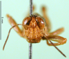 CollectionObject 1501280; 2f2275cc-c71f-4ece-b3a9-94c532b36489: male, frontal view (syntype). (CollectionObject).