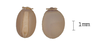 Acanthoderus spinosus (Gray, 1834): copyright ANIC. egg (non-type). (Otu).